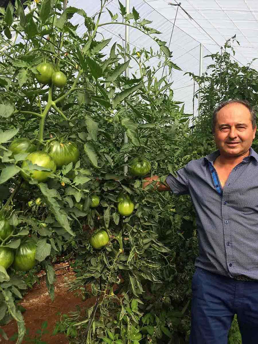 Tomate Rabiteño Sabor Intenso tomatera