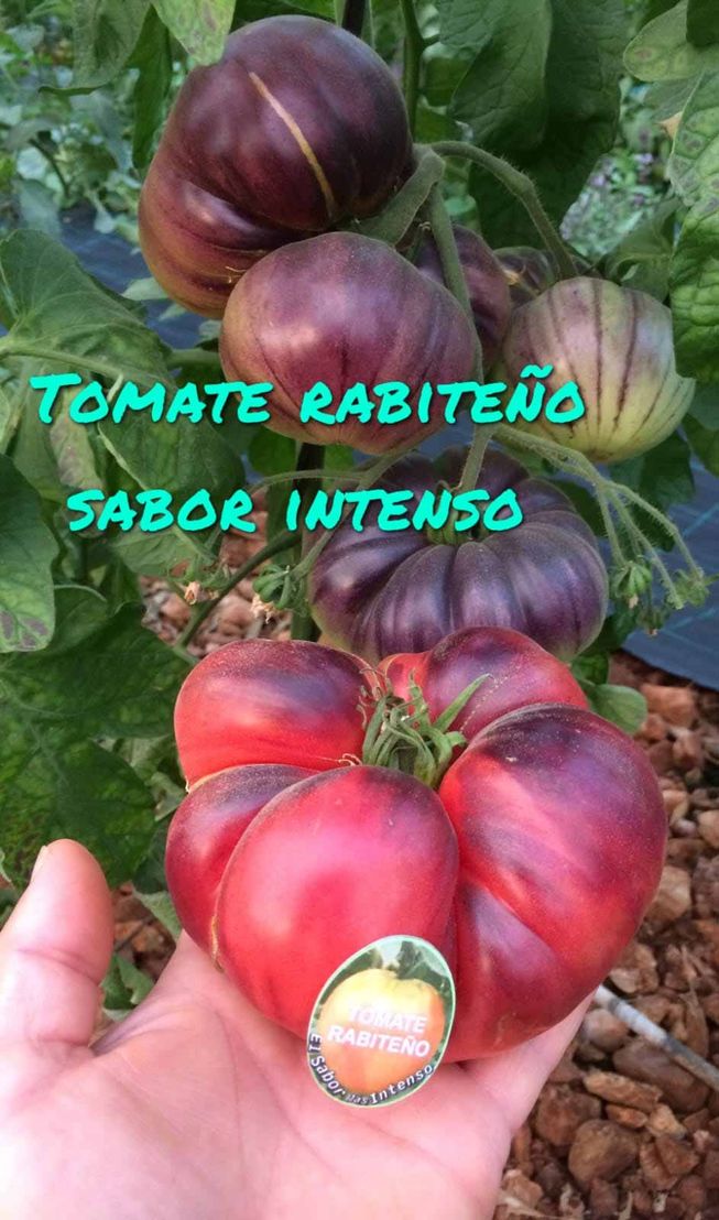 Tomate Rabiteño Sabor Intenso tomate rabiteño purpura