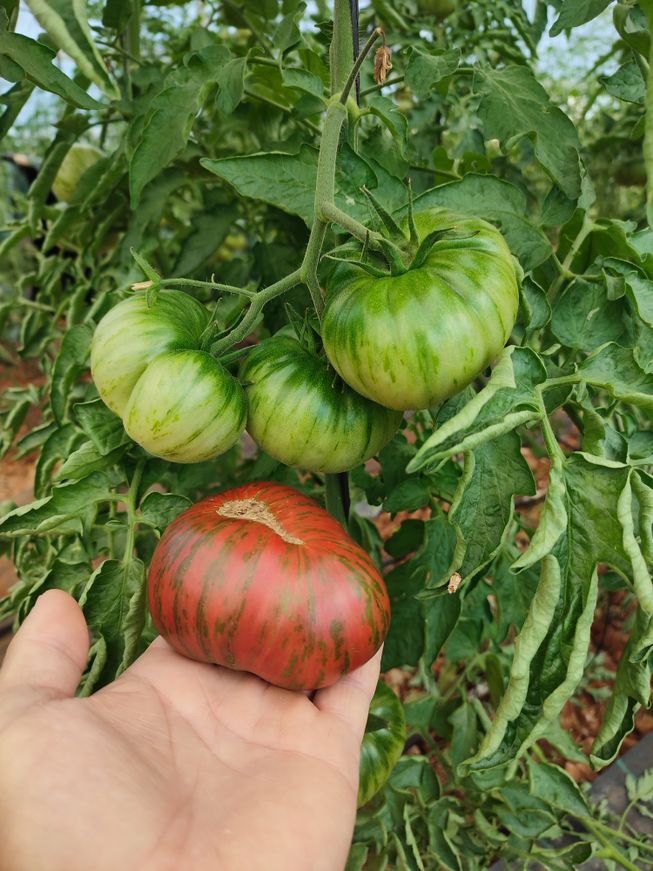 tomate rabiteño delicia