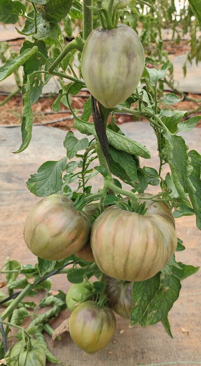 tomate rabiteño delicia