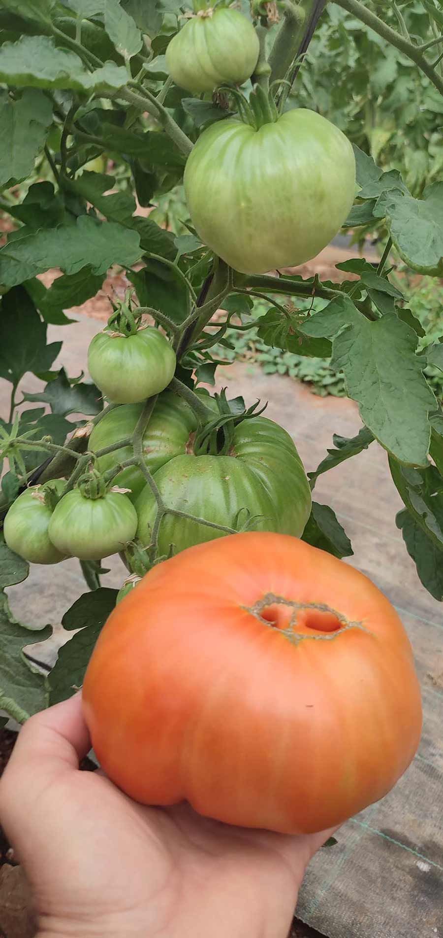 Tomate Rabiteño Sabor Intenso planta de tomates frescos