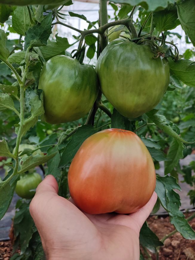 tomate rabiteño delicia