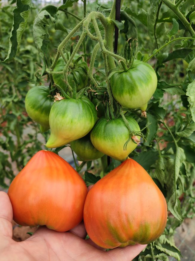 Tomate Rabiteño Sabor Intenso tomate rabiteño purpura