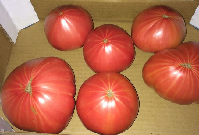 Tomate Rabiteño Sabor Intenso tomate rabiteño purpura